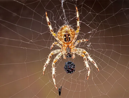 Dedetização de Aranhas em Indaiatuba