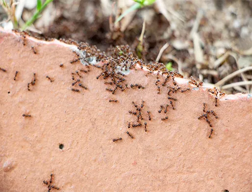 Dedetização de Formigas em Mairiporã