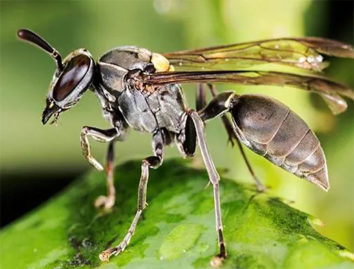 Dedetização de Marimbondos em Itapecerica da Serra