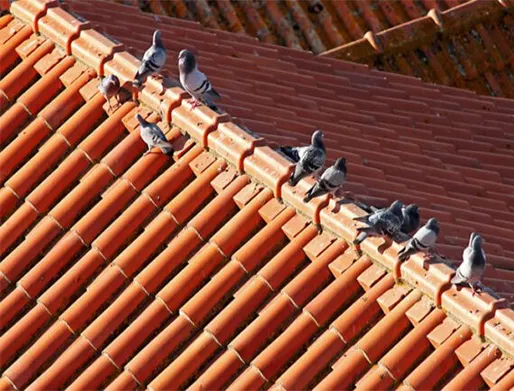 Dedetização de Pombos em Guarujá